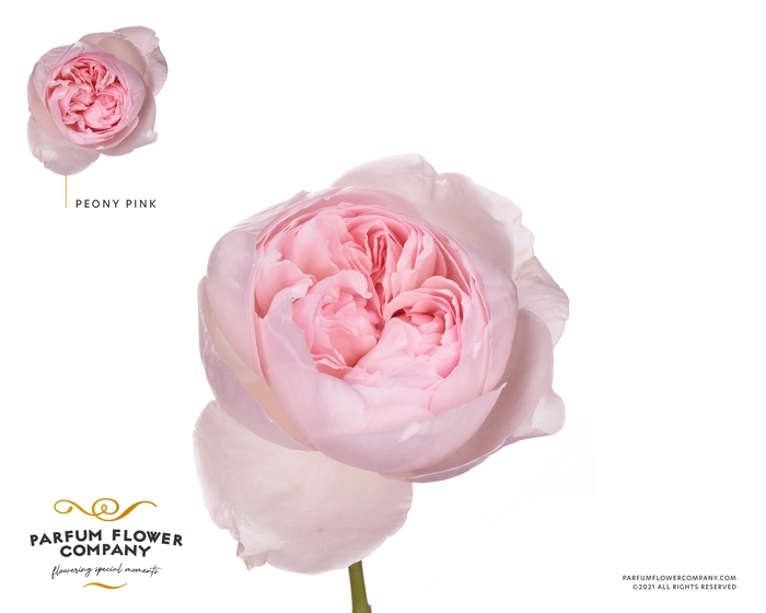 <h4>Rosa la garden peony pink (scented)</h4>