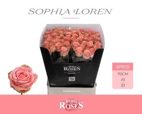 <h4>Rosa la sophia loren</h4>