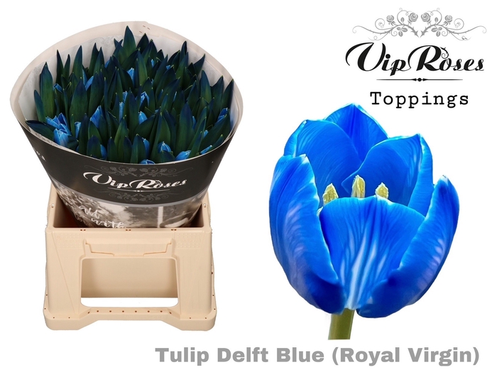 <h4>Tu En Delft Blue</h4>