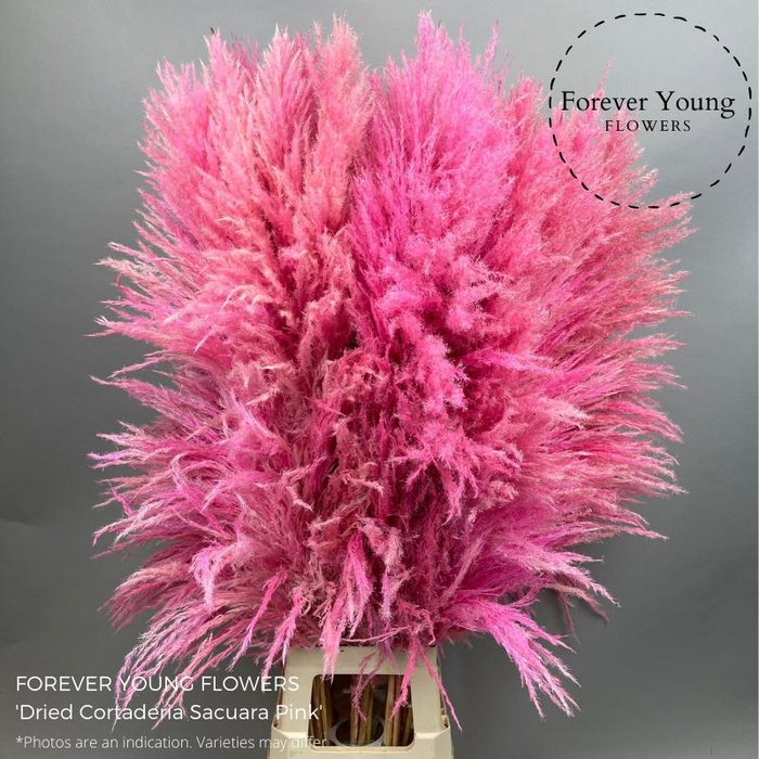 <h4>Dried cortaderia sacuara pink</h4>