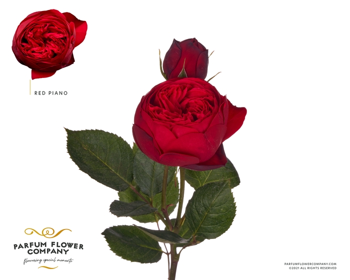 <h4>Rosa la garden red piano</h4>