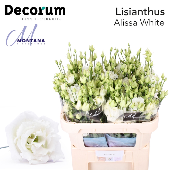 <h4>Lisianthus do alissa white</h4>