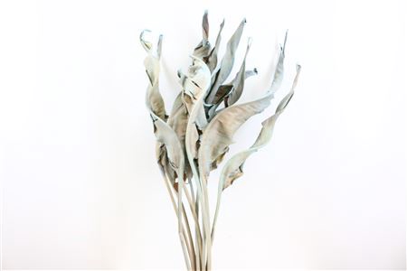 <h4>Dried Strelitzia 10pc Frosted Light Blue Bunch</h4>