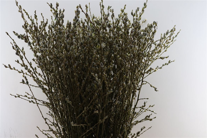 <h4>Salix Wilgenkatjes 110cm Vertakt P Stem</h4>
