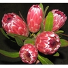 Protea Pink Ice (Limited)