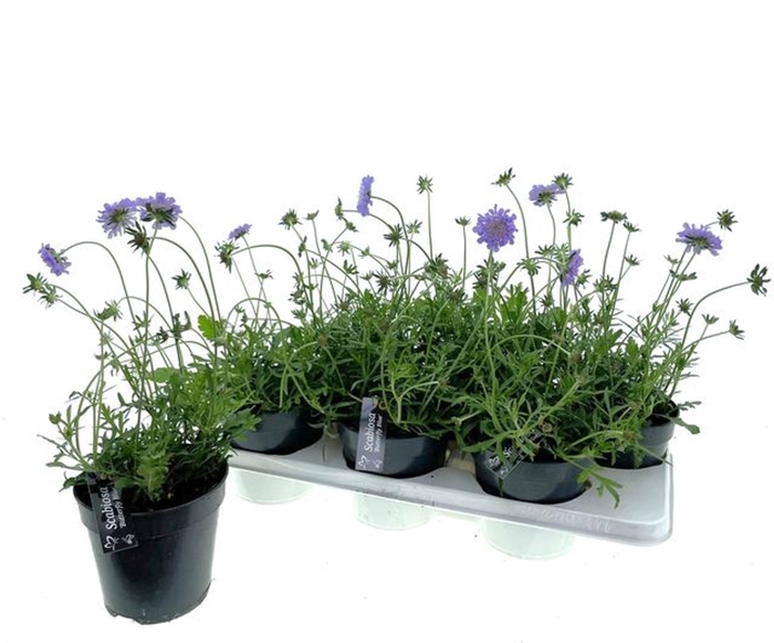 <h4>Scabiosa columbaria Butterfly Blue</h4>