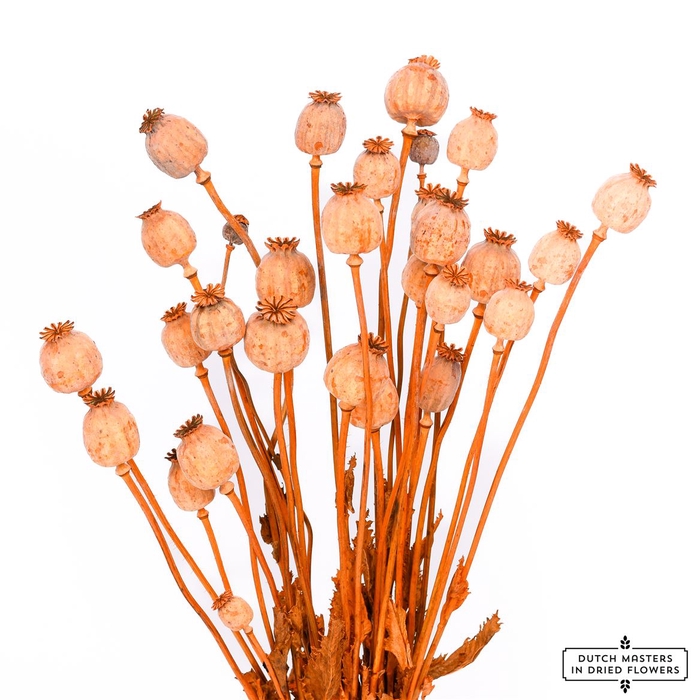 <h4>Dried Papaver X5 Frosted Orange Bunch</h4>