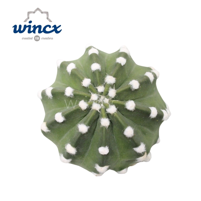 <h4>Cactus Subdenudata Cutflower Wincx-5cm</h4>