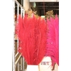 DRIED CORTADERIA RED XL PS