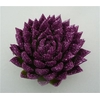 Echeveria Agavoides Glitter Purple Cutflower Wincx-12cm
