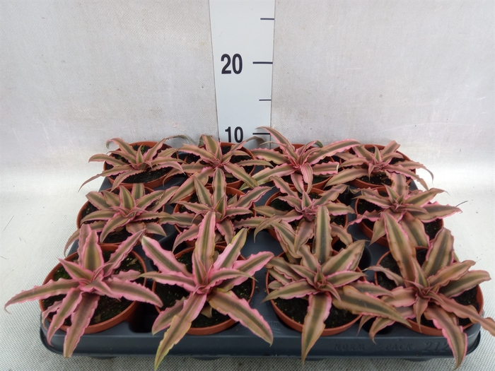 <h4>Cryptanthus bivittatus 'Pink Starl'</h4>