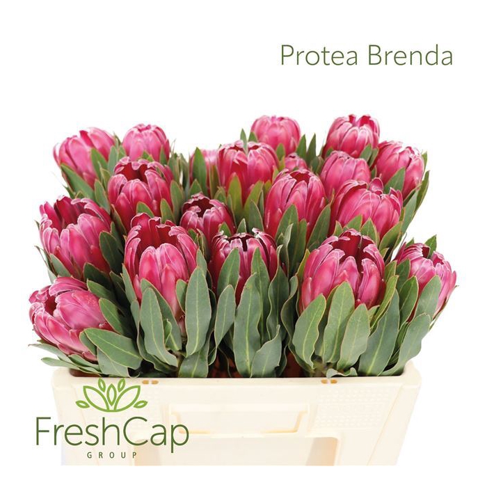 <h4>Protea Brenda</h4>