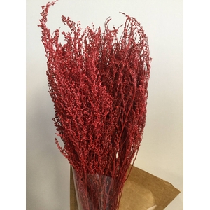 DRIED FLOWERS - SOLIDAGO RED