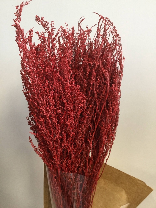 DRIED FLOWERS - SOLIDAGO RED