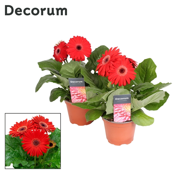 <h4>Gerbera 2+ bl. 12cm rood in hoes (diverse kleurtinten) Decorum</h4>
