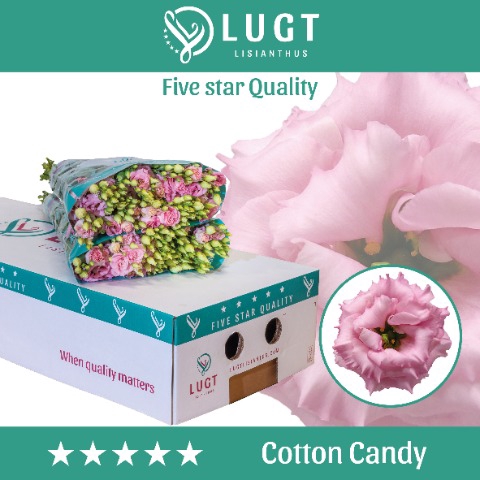 <h4>Lisianthus do cotton candy</h4>
