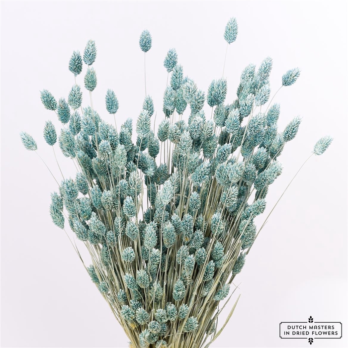 <h4>Dried Phalaris X5 Frosted L Blue Bunch</h4>