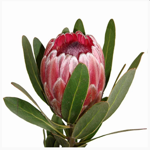 <h4>PROTEA PINK ICE</h4>