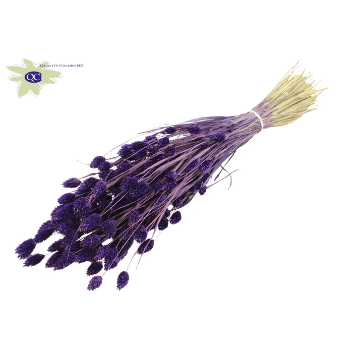 <h4>Phalaris per bunch Purple</h4>