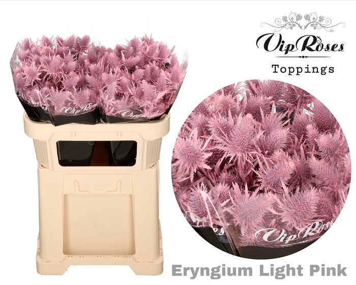 <h4>Eryngium Supernova Light Pink 70cm</h4>