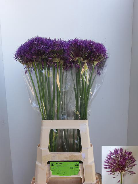 <h4>Allium purple rain</h4>