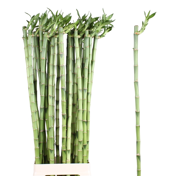 <h4>Lucky Bamboo Stem Straight 90cm Bucket</h4>