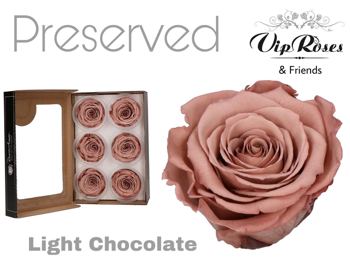 Preserved rosa light chocolate
