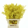 Pres Ruscus Yellow (5 Stems P Bunch)