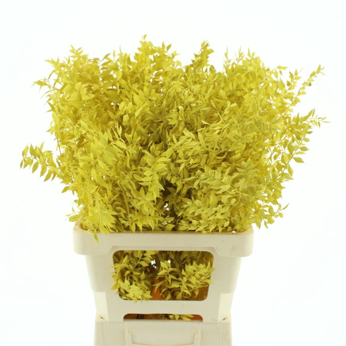 <h4>Pres Ruscus Yellow (5 Stems P Bunch)</h4>