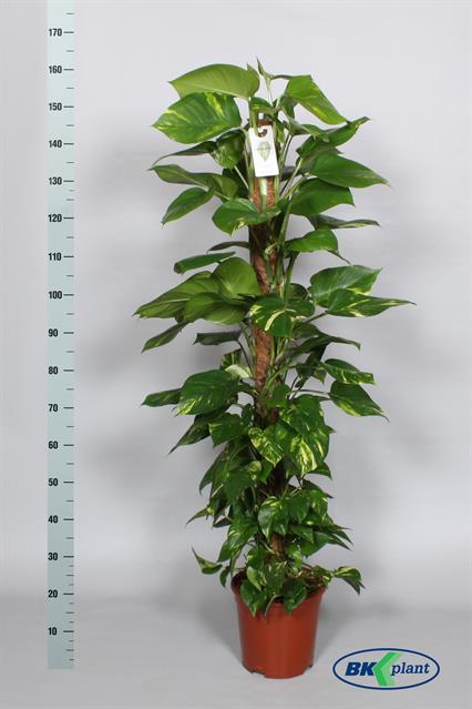 Epipremnum pinnatum mosstok 27Ø 160cm