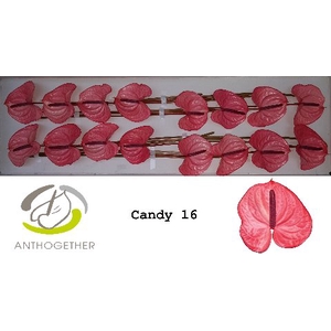 ANTH A CANDY  16