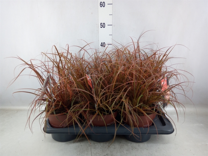 <h4>Carex oshimensis 'Everco Everillo'</h4>