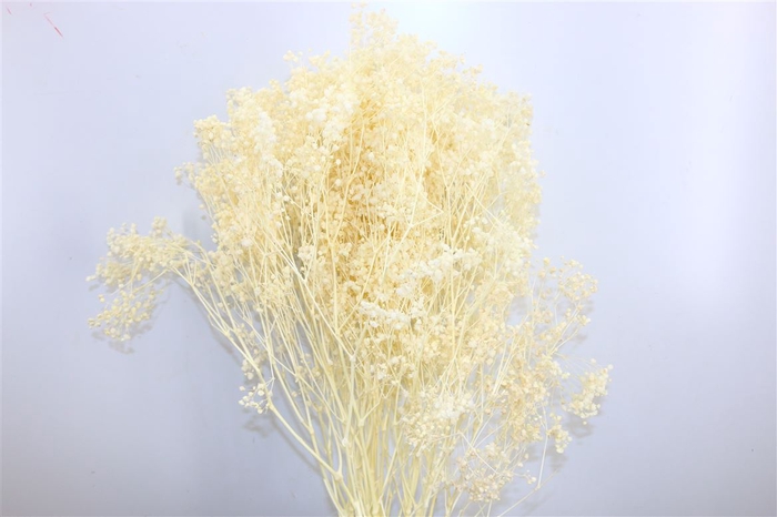 <h4>Dried Gyps Bleached Bunch</h4>
