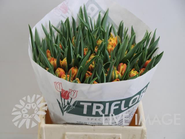Tulipa do edition