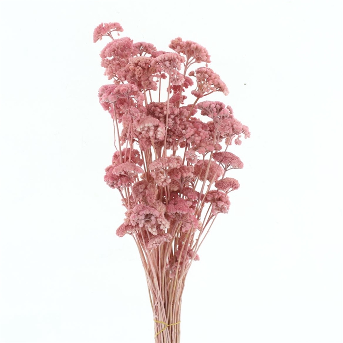 Dried Achillea Pastel Pink