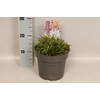vaste planten 19 cm  Lychnis viscaria Plena  