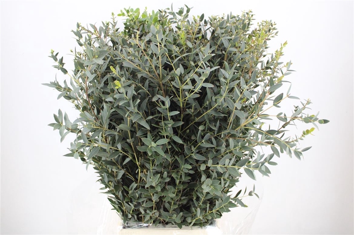 <h4>Euca Parvifolia 300gr P Bunch</h4>