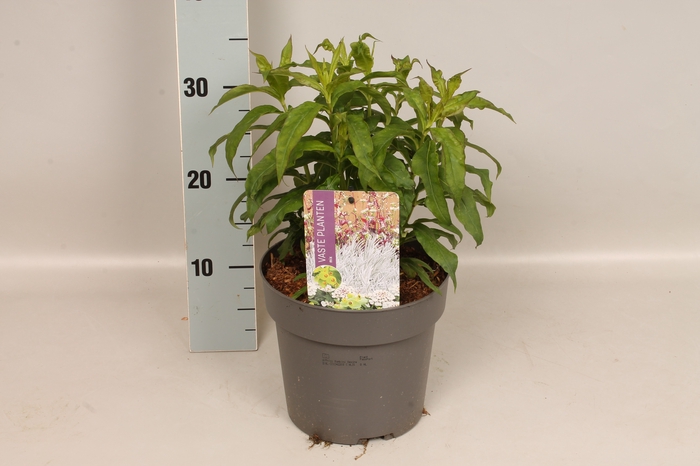 <h4>vaste planten 19 cm  Phlox Bambini Desire</h4>