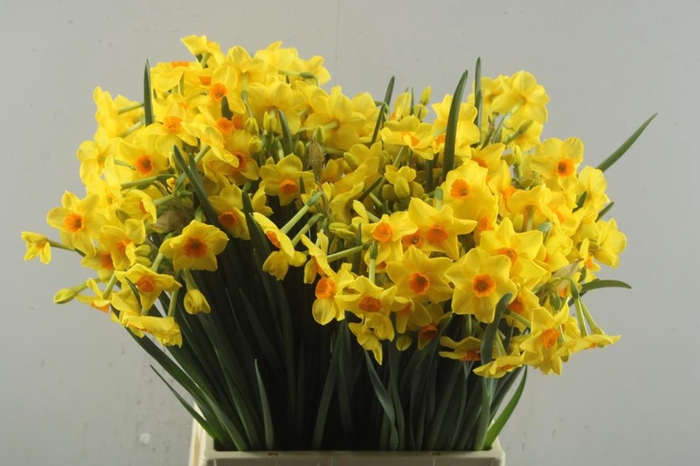 <h4>Narcissus sp martinette</h4>