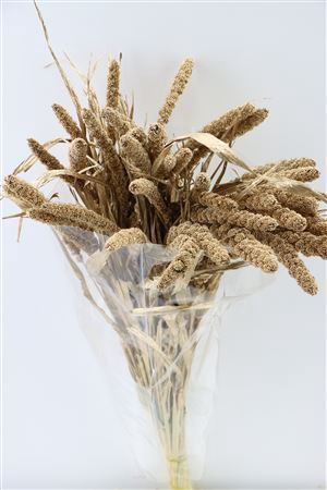 <h4>Dried Sorghum Ant. Gold(35st) Bunch Slv</h4>