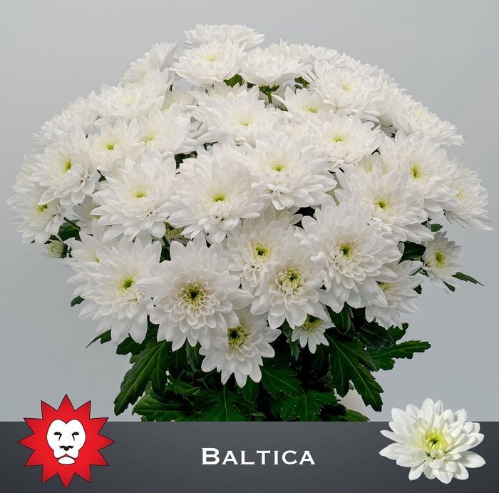 <h4>Chr tr Baltica</h4>