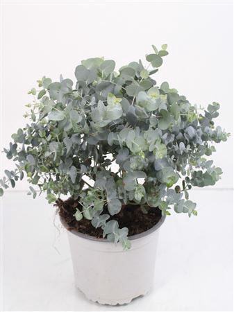 <h4>Eucalyptus Silver Dollar Bush - 564</h4>