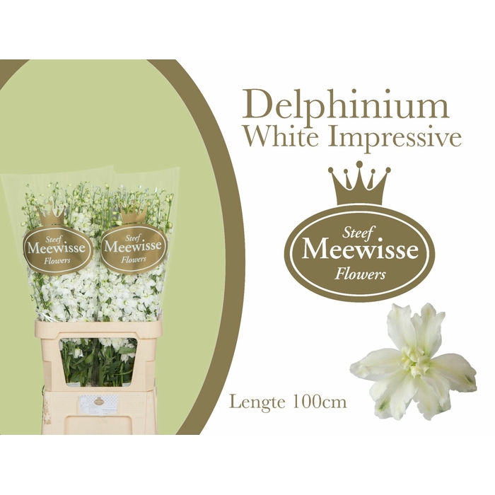 <h4>Delphinium Impressive White</h4>