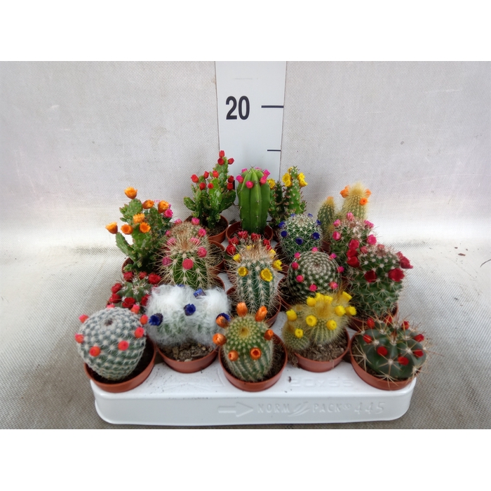 <h4>Cactus   ...decorated</h4>