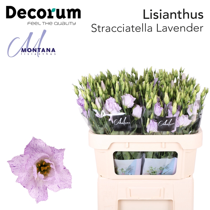 Lisianthus do stracciatella lavender