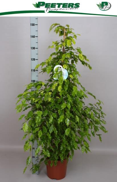 Ficus Golden Monique 27Ø 160cm