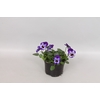 Viola cornuta sixpack F1 Violet Blue