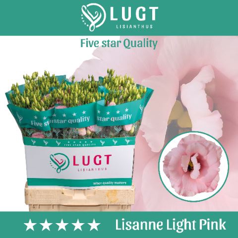<h4>Lis G Lisanne Light Pink</h4>
