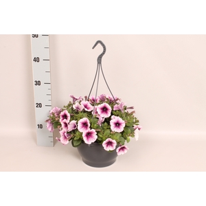 Hangpot 23 cm Petunia Rose Vein