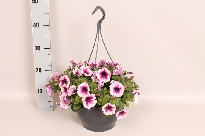 Hangpot 23 cm Petunia Rose Vein
